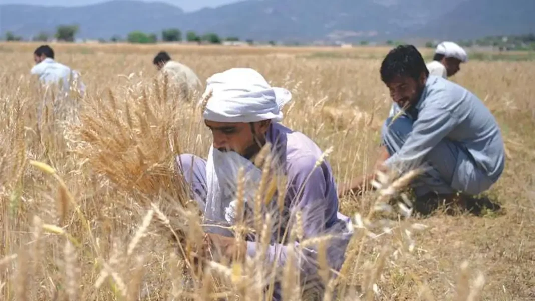 Farmers Stage Nationwide Demos, Demand Rs5,000 Wheat Support Price Wheat support price protests - farmers harvesting wheat