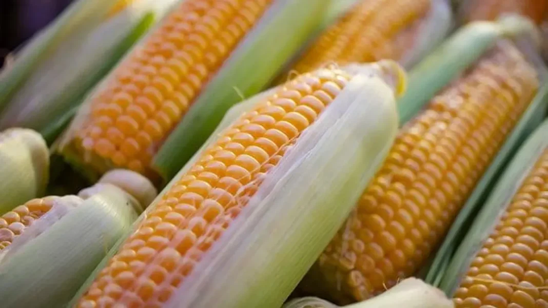 Gmo Maize Licenses Decision Today GMO maize licences Pakistan — Pakistan to Decide on GMO Maize Licences Today (44 chars)