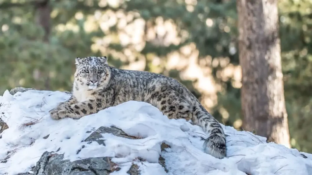 Snow Leopards Face Growing Threats in Gilgit-Baltistan Snow Leopards Face Growing Threats in Gilgit-Baltistan