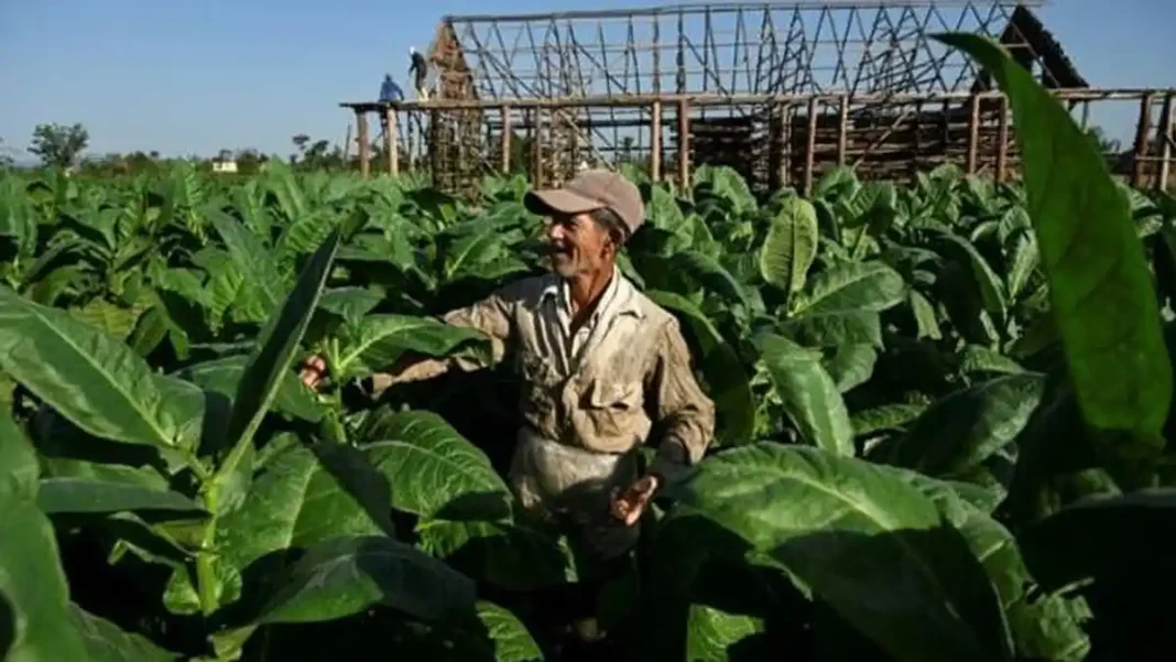 Tobacco Farmers Forced Sell Crop Lower Prices tobacco farmers Swabi prices — Tobacco Farmers Forced to Sell Crop at Lower Prices (50 char
