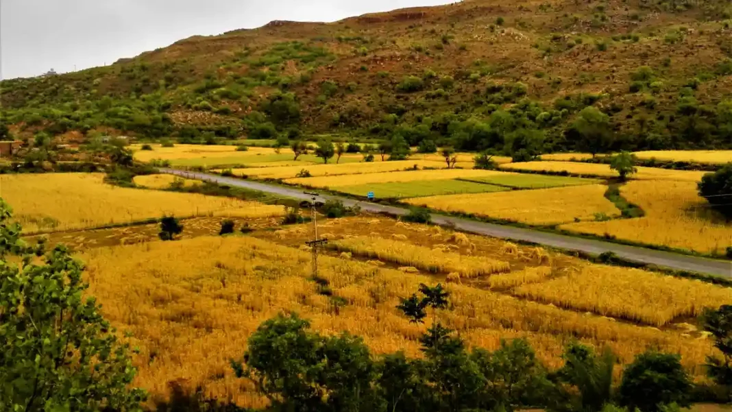 World Bank Ties 0m Loan to Wheat, Sugar Reforms World Bank Ties 0m Loan to Wheat, Sugar Reforms