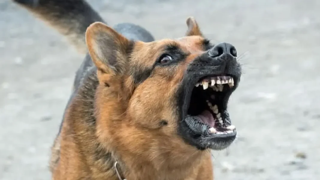 Badin Boy Dies of Rabies Despite Vaccine Treatment Barking dog with teeth bared — Sindh rabies death child Badin
