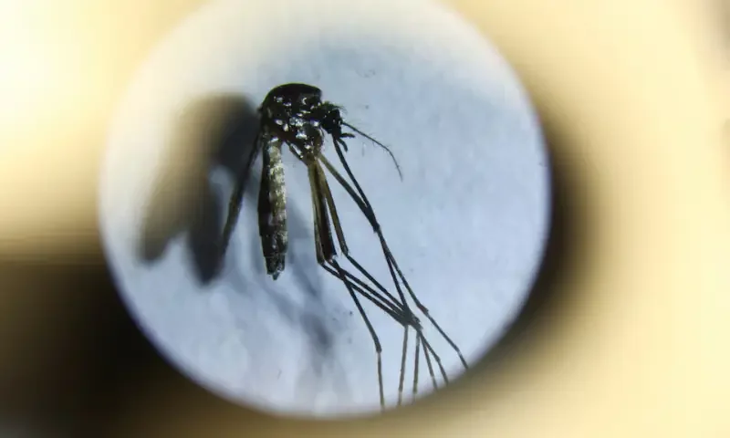 KP Dengue Cases Reach 4,856 as Kohat Becomes Hotspot KP Dengue Cases Reach 4,856 as Kohat Becomes Hotspot