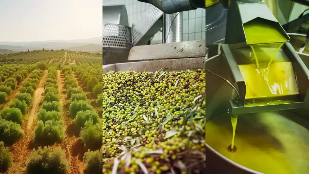 Pakistan olive oil production to hit 716 tonnes in 2026 Pakistan olive oil - olives and oil production