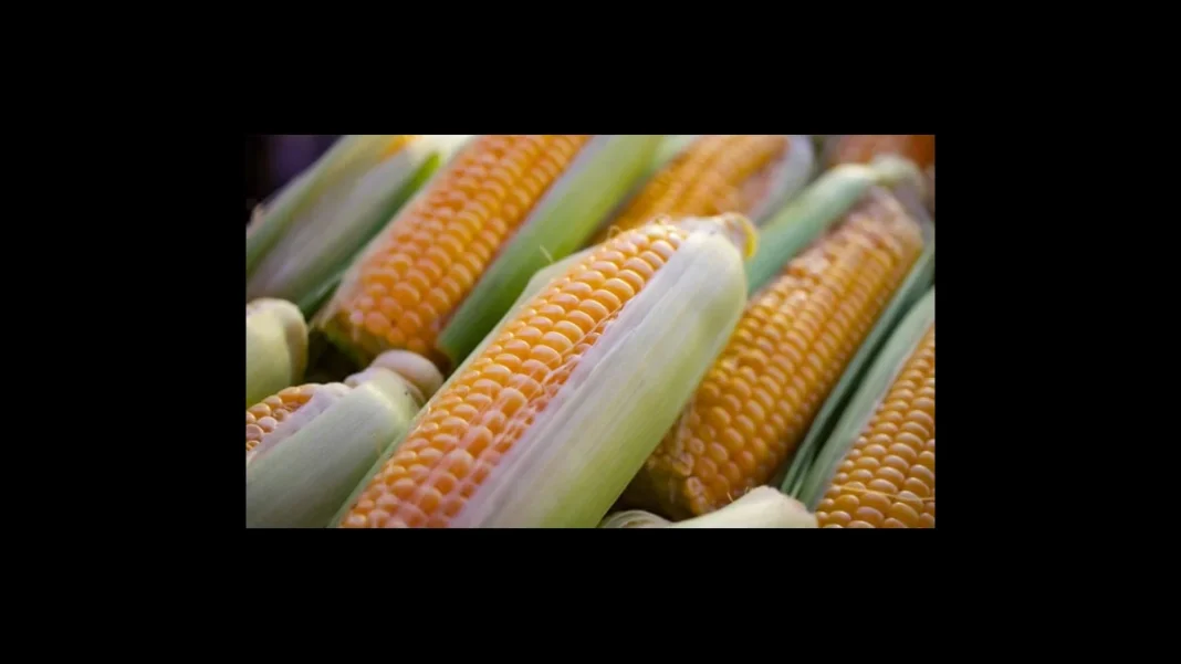 Govt Defers Gm Food Imports Biosafety Decision