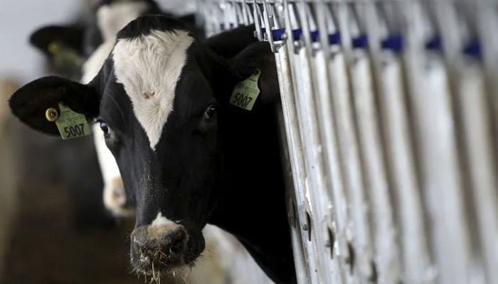 Pakistan’s Dairy Sector Could Add Nearly Rs500 Billion a Year If Formalised, Says Association Chief