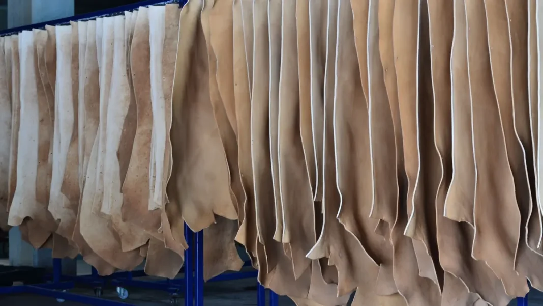 Pakistan Leather Exports: Hides, Garments & Footwear — the Other Half of 63% Leather hides in a tannery - Pakistan leather exports